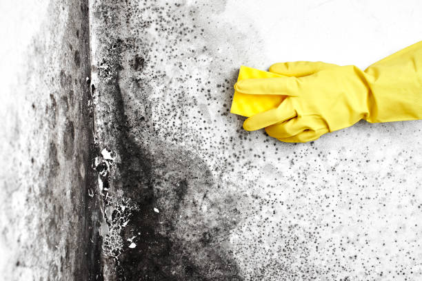 Best Preventive Mold Services in Bidwell, OH