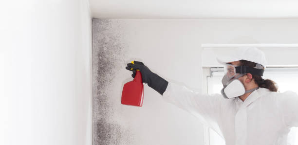 Best Health and Safety Mold Remediation in Bidwell, OH