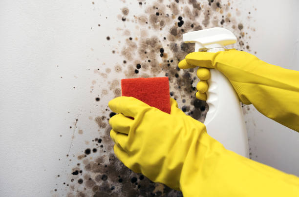 Best HVAC Mold Remediation in Bidwell, OH