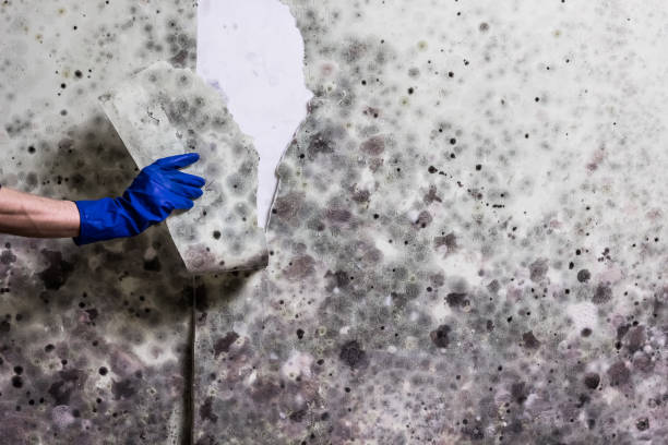 Best Residential Mold Remediation in Bidwell, OH