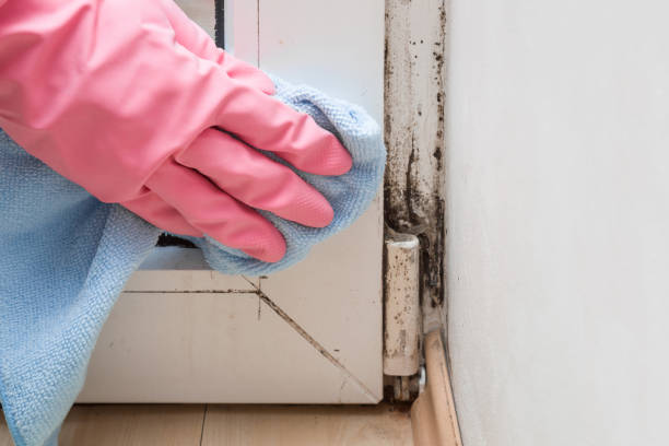 Best Black Mold Remediation in Bidwell, OH