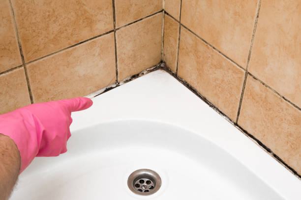 Best Health and Safety Mold Remediation in Bidwell, OH